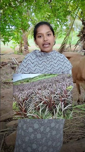 🐄 பால் பண்ணை வேலை இனி ரொம்ப ஈசி 🌾 3 Blade 3 Roller Chaff Cutter – Fast Cutting, Better Fodder ⚙️