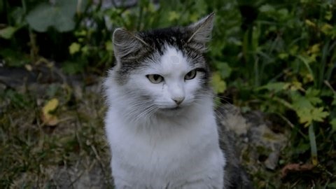 clip-4008254851-white-black-fluffy-cat-courtyard-wooden-house