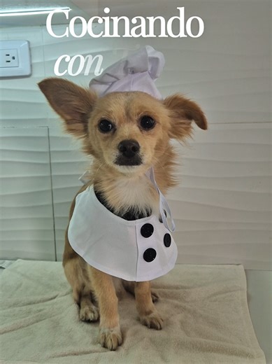 Cocinando con Papas: Recetas Fáciles y Divertidas