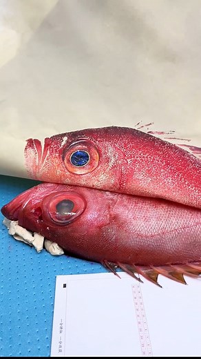 149K views · 1.3K reactions | Bigeye Snapper, an immersive paper - peeling experience #fishrubbing #fishing #stressrelief #intangibleculturalheritage | 周记 | Facebook