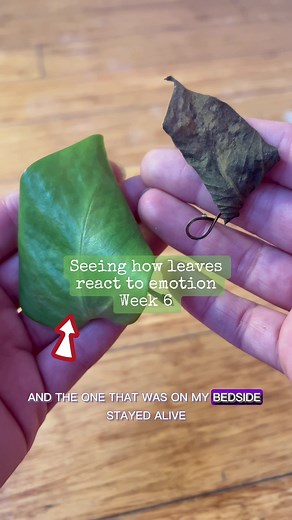 I kept a leaf alive with my thoughts for 2 months. But I’m still skeptical. Are you? 🌱 We took 2 leaves, put one on my bedside (and mentally talked to it every morning to give it the will to live), and we put the other in the living room (we didn’t talk to it at all or pay any attention to it). I was skeptical this actually works, but it’s been almost two months and the leaf we’ve been talking to is still alive. But I want to know if this really works. So…I’m taking two new leaves and putting t