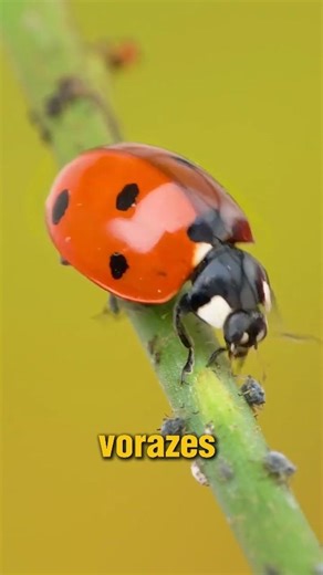 Ladybugs are voracious predators 🐞 #curiosities #nature #animals