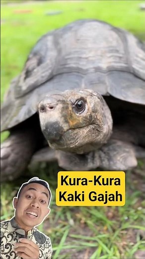 The elephant-footed tortoise (Manouria emys) is a land tortoise that can be found in Sumatra and ...