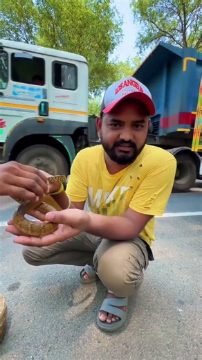 Indian rat snake 🐍 || #short