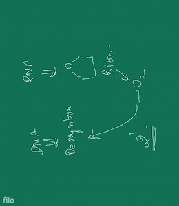 What is the difference between a nucleoside and a nucleotide?... | Filo