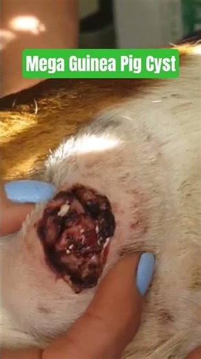 This is a massive burst sebaceous cyst on a Guinea pig I had just picked up from the shelter.