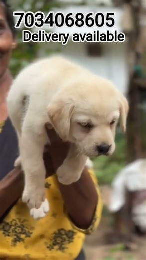 Labrador dog sale malayalam|Labrador sale kerala|Labrador malayalam|quality lab puppies|#kerala