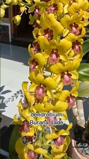 Dendrobium Burana Jade Orchid with Many Long and Dense Flower Stalks