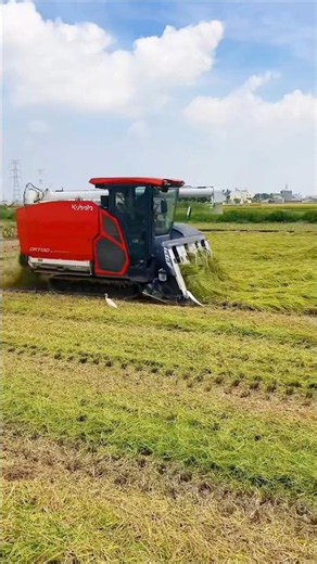 paddy harvester 🌾 #shorts #agriculture #harvester