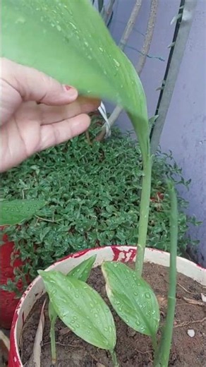 Right time to Grow Turmeric#Home Gardening Quick Tips#How to Plant Turmeric#Right time to sow Tur...