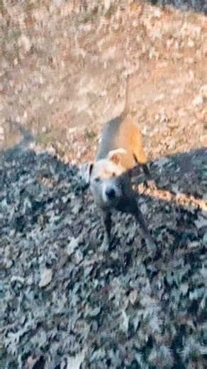 Brutus just looking at me and just walks off