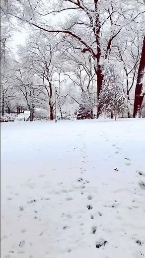 Snow ❄️ White #peace #best #beautiful #love #snowfall