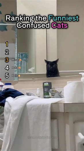 Ranking the Funniest Confused Cats😆