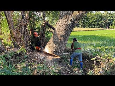 Felling 3 Dangerous Leaning Trees! Stihl Ms 881.