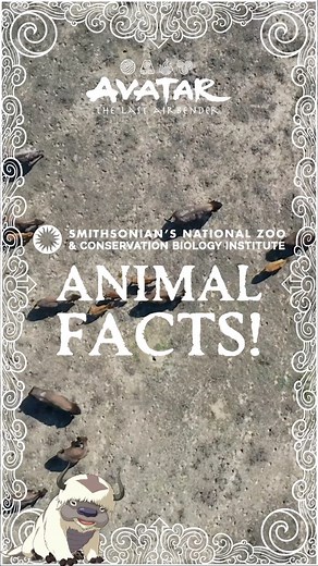 Avatar Legends on Instagram: "Sky bison and bison UNITE! Appa is taking you on an Airbending adventure to meet some real-life bison in the Great Plains of Montana and some more bison friends at the Smithsonian’s National Zoo and Conservation Biology Institute. Join your favorite @AvatarTheLastAirbender animal companions as they soar through fun facts and footage from the @SmithsonianZoo! #AvatarAllAboutTheAnimals #AvatarxSmithsonianZoo"