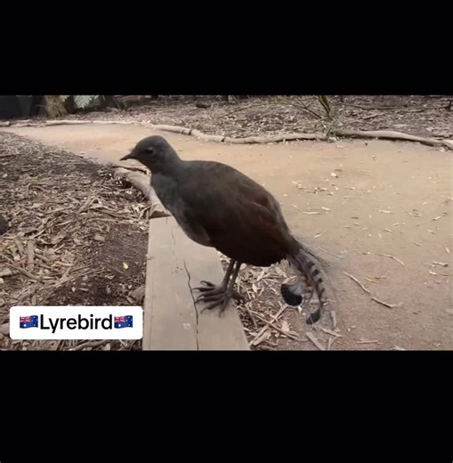 #lyrebird #🇦🇺 #australiabird #sydney #Victoria