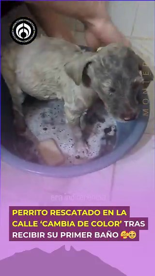 Cubierto de polvo y suciedad, nadie imaginaba su verdadero color 😢Pero tras su primer baño, este lomito dejó ver un pelaje blanco, suave y lleno de vida 🤍Hoy, él y sus hermanitas buscan un hogar lleno de amor 🏡🐾