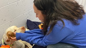 It's not 101 Dalmatians, but Erie's A.N.N.A. Shelter takes in 16 English pointers