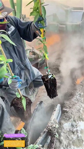 Steam-Powered Planting: How Farmers Are Rewriting the Rules of Crop Cultivation