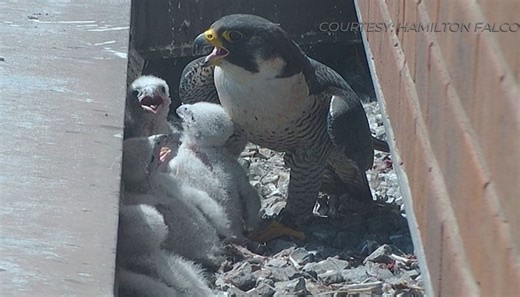 Rare falcons nest again in downtown Hamilton
