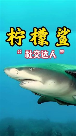 柠檬鲨：鲨鱼界的“社交达人” #鲨鱼 #柠檬鲨 #鱼 #鲨 #科普一下