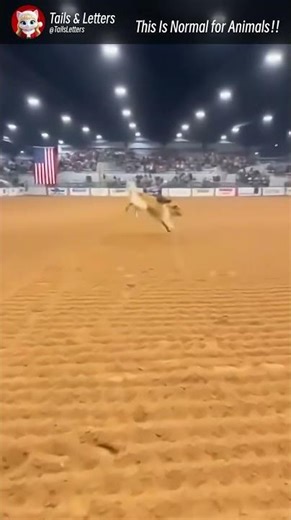 When a Cat Becomes a Cowboy 🐱🤠