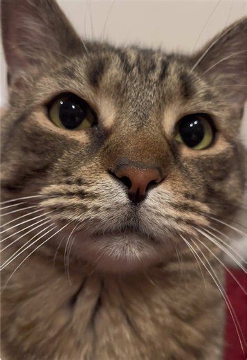 Happy Monday from Burd Burd the cat :) Hope you have an awesome week! #burdburd #talkingcat #HONK #awoo