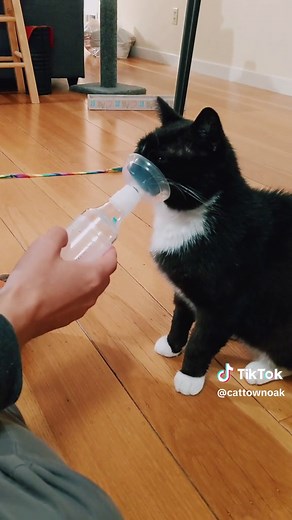Zorro the Tuxedo Cat's Asthma Inhaler Routine Adoption Celebration