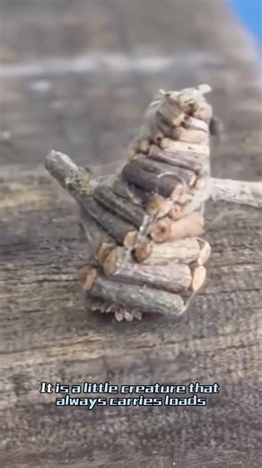 Nature Is Full of Wonders, A Collection of Special Insects#Explained #Knowledge #Facts