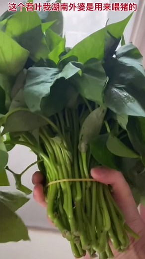 ￼ sweet potato leaf #vegetable￼#￼￼Organic￼#￼ food#￼ Sladké bramborové listy#أوراق البطاطا الحلوة#Лісце батат#고구마 잎