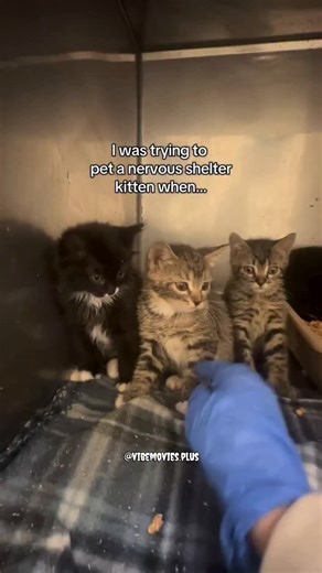 vibemovies.plus on Instagram: "• Michael Bublé•Feeling Good The Cat Who Brought a Village Together In a small coastal town in Japan called Aoshima, a handful of fishermen once lived quietly — until their island became famous for one reason: cats. Decades ago, fishermen brought a few cats to the island to control mice on their boats. But as time passed, the cats multiplied… and soon, they outnumbered humans by more than 10 to 1. Instead of driving them away, the villagers began caring for them — 