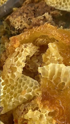 Life Inside the Hive After Honey Harvest 🐝 | Worker Bee Duties