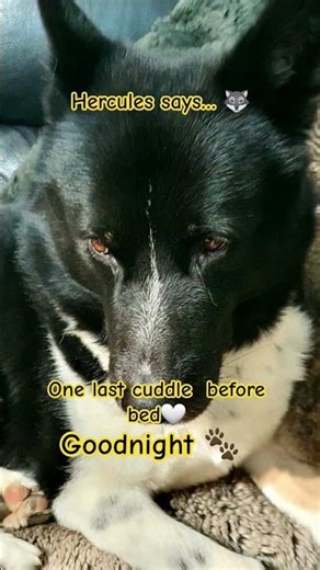 One last cuddle before sleep 🤍🐺 #houseofhercules #notalone #youmatter #mentalhealthmatters #doglove