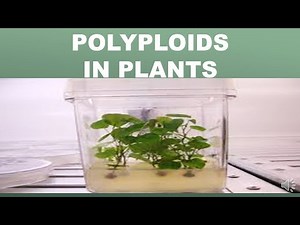 POLYPLOIDS IN PLANTS