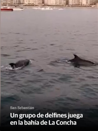 Delfines junto al catamarán Ciudad San Sebastián en La Concha