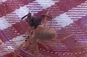 Black Widow Vs. Camel Spider