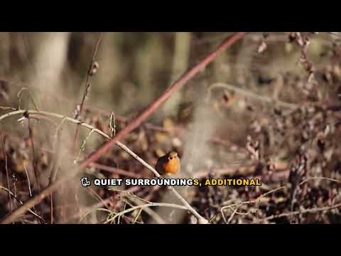 Why Robins Attack Humans in Summer Explained: Nesting Behavior
