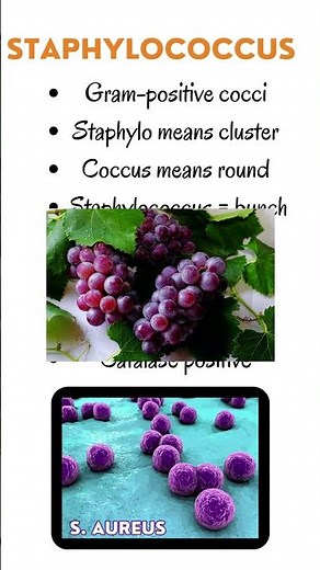 Introduction to Staphylococcus a Gram Positive Cocci #microbiology #bacteriology