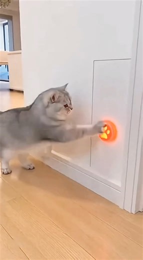 The Cat Pressed the Sensor... But a HUSKY Head Jumped Out!