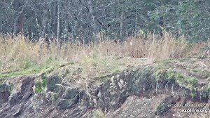 4.2K views · 233 reactions | Brooks Falls Brown bear- #719- Princess...