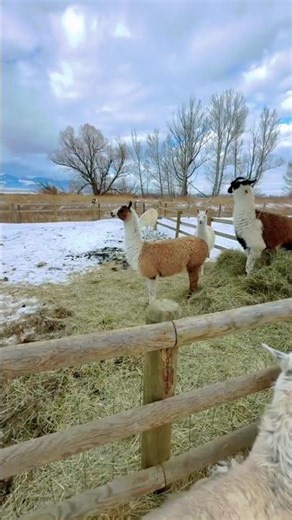 Cute Female Llamas Enjoying Winter Day on Farm | Relaxing Animal Nature Video