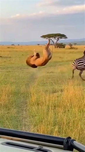 Zebra Kicks Lion Flying in African Savanna!