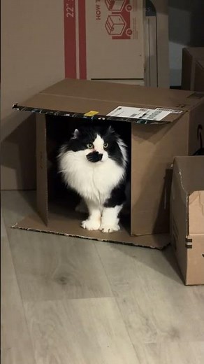 gary found a box #garythecat #gary #cat #meow