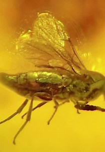 Unearth S01:E06 - AMBER: A 100-Million-Year-Old Treasure Unearthed.