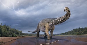 Australia’s largest dinosaur identified as new species