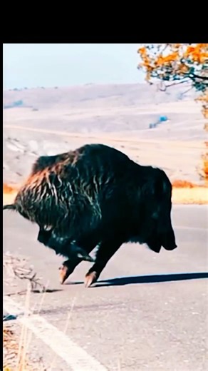 Babi Hutan Raksasa Menyeberang Jalan! 🐗😱 Momen Mengejutkan Terekam Kamera#babihutan #wildboar
