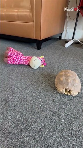 Unexpected Animal Friends: Dog Meets Quiet Tortoise || WooGlobe