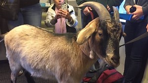 Goat on the GO! Turbo rides the train to Royal Winter Fair