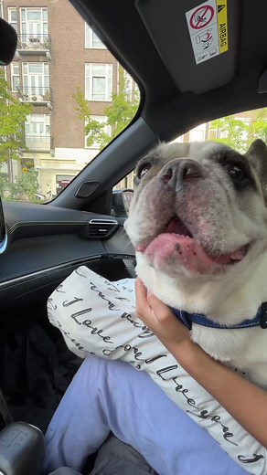 Sunny the French Bulldog: The Ultimate Thug Life Moments