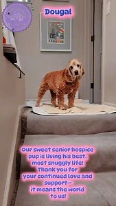 5K views · 340 reactions | Dougal, our hospice dog is having the best of care in his third act! ❤️ | Camp Cocker Rescue | Facebook